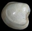 Polished Fossil Clam - Small Size #5284-2
